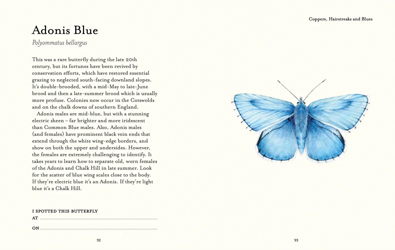 National Trust - The Butterfly Spotter’s Guide - Image 6