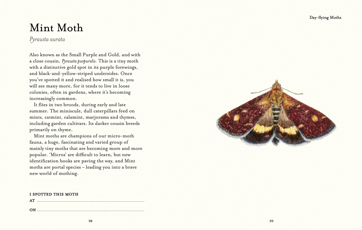 National Trust - The Butterfly Spotter’s Guide - Image 7