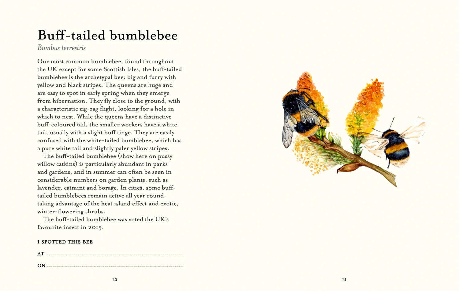 National Trust - The Bee Spotter’s Guide - Image 3