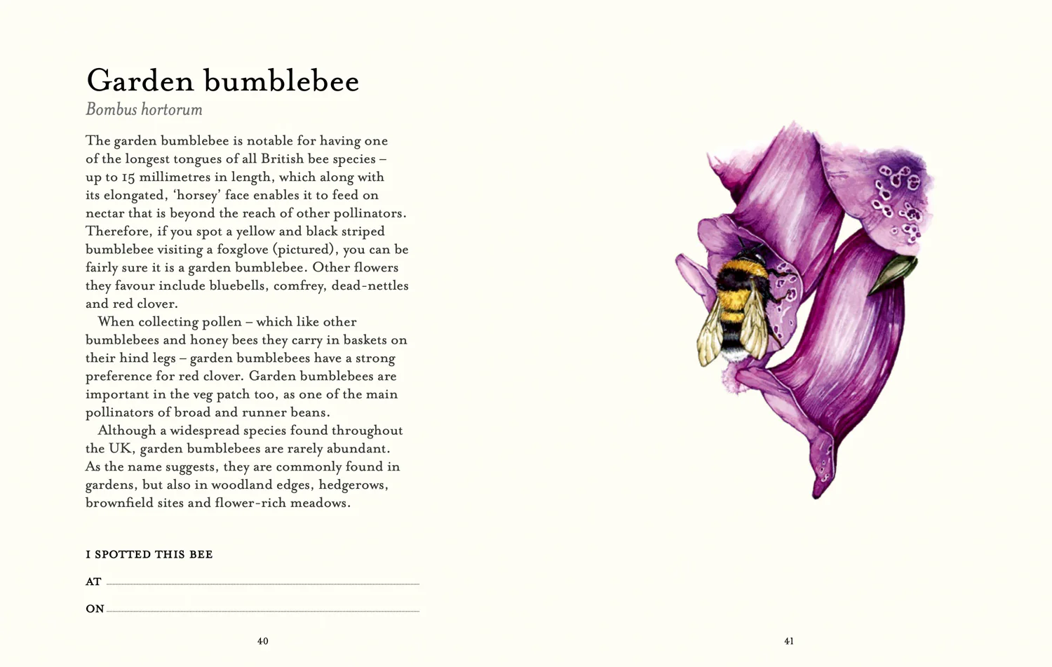 National Trust - The Bee Spotter’s Guide - Image 4