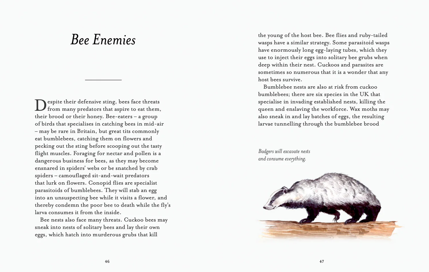 National Trust - The Bee Spotter’s Guide - Image 5