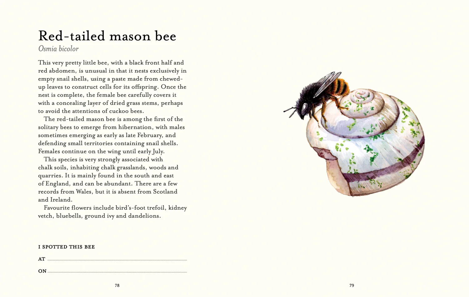 National Trust - The Bee Spotter’s Guide - Image 7