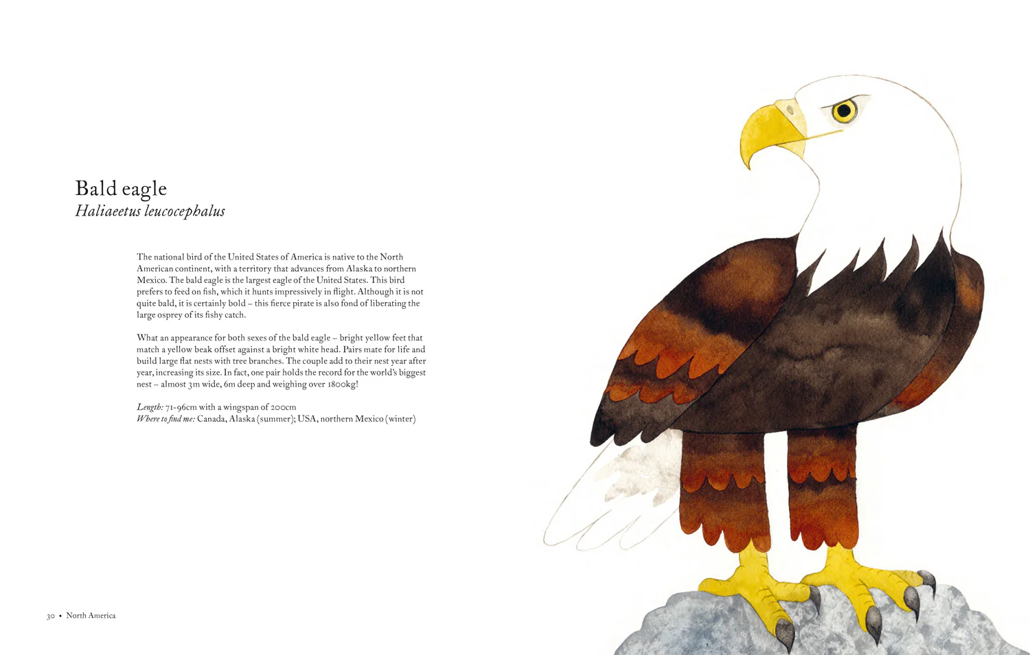 Atlas of Amazing Birds - Image 5