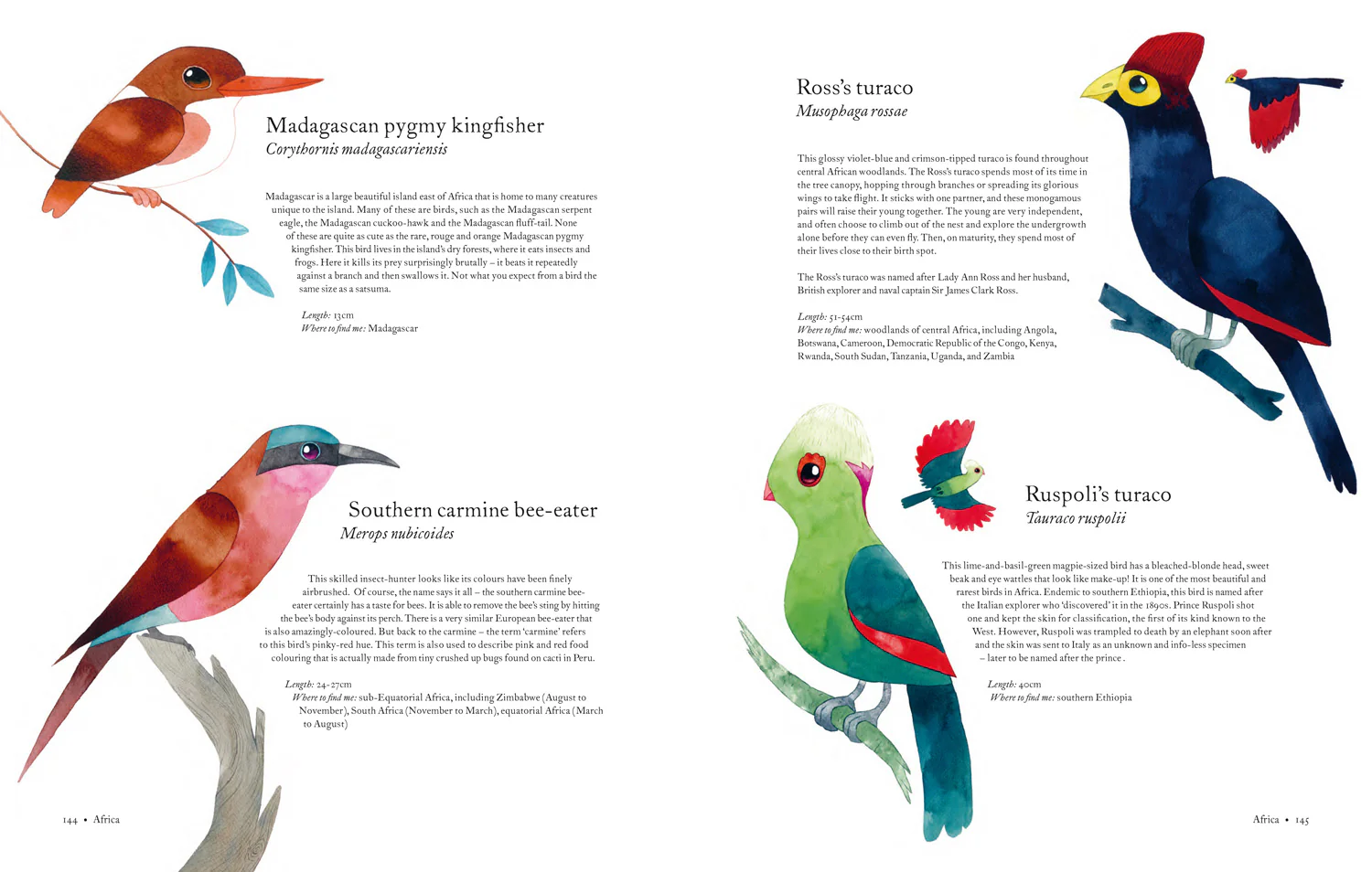 Atlas of Amazing Birds - Image 6